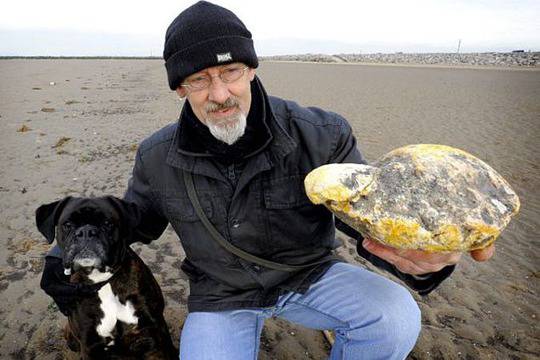 Кашалот се оригнал и изплюл… 160 хиляди долара