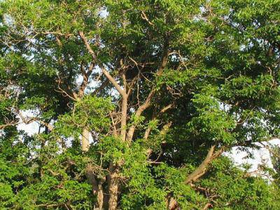 Орехи и черница от сливенско село в надпревара за „Европейско дърво на годината 2013“