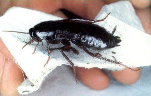 Хлебарки-мутанти нападнаха центъра на София