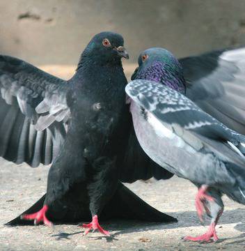 Ето защо българите започнаха да ядат уличните гълъби!