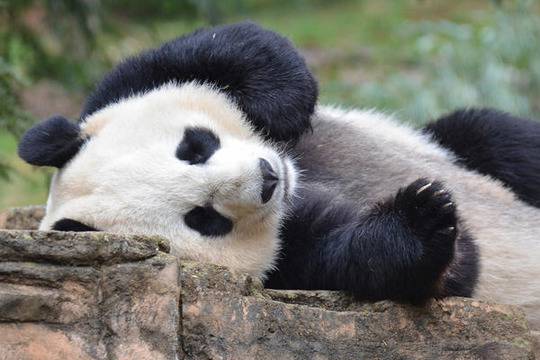 Най-хубавите зоопаркове са в САЩ