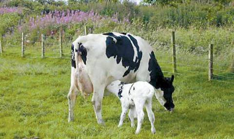 Забраняват клането на крави и телета по дворовете