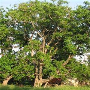 Три вековни дървета от Сливенско се състезават за европейско дърво на годината 3 1189