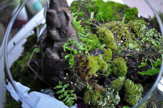 Ах, че сладко… Мини терариум видяна 3597 коментари 3