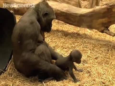 Мери Лики и Тайната История – Louis Leakey Аnthropologist