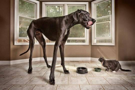 Най-високото куче в света