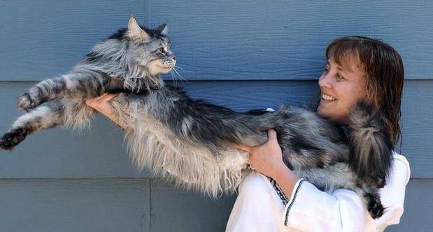 Светът се раздели с най-дългата котка