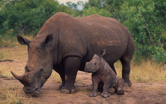 Как екологична мобилна мрежа трупа пари за застрашените животни