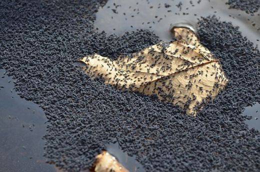 Странна гнусна напаст атакува село край Казанлък