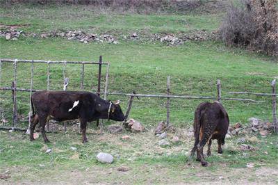 Брюксел съгласен да се гледат до 5 крави в двора