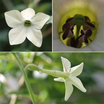 Декоративен тютюн