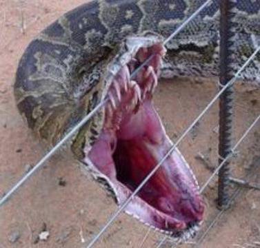 ТУК змиите са повече от хората! (ВИДЕО)