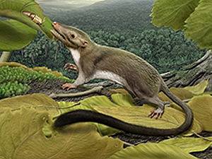 Реконструираха най-ранния прародител на плацентните бозайници