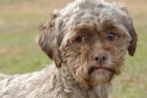 Куче с човешко лице: игра на гените?