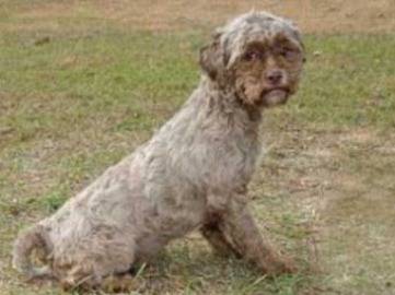 Появи се уникално куче с човешко лице (снимки)