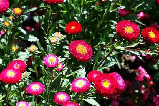 Богородичка