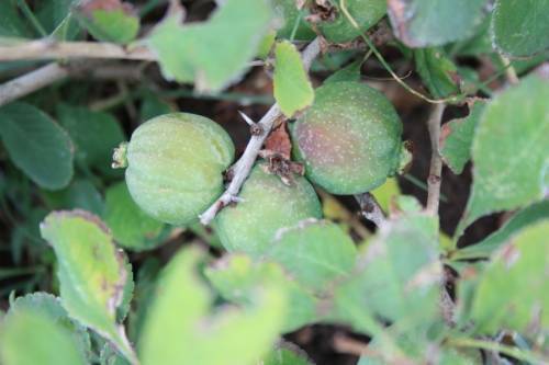 Биоземеделие, био продукти, био храни, екология, здраве