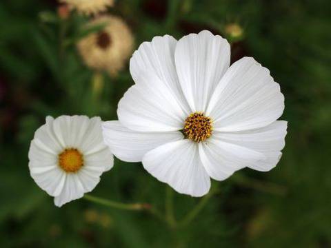 Срамните ми устни не са еднакви и се притеснявам. Как да го преодолея?