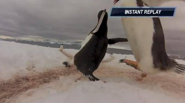 ВИДЕО: Пингвини на кръстовище