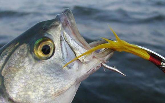 От днес се забранява риболова на щука и бяла риба