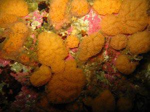 На лов за нови антибиотици на 8km под морското равнище