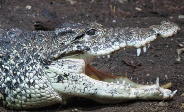 Испански учени откриха нов вид крокодили