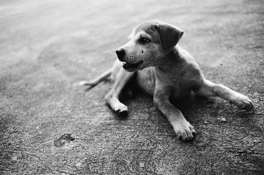 Ако ви ухапе бездомно куче