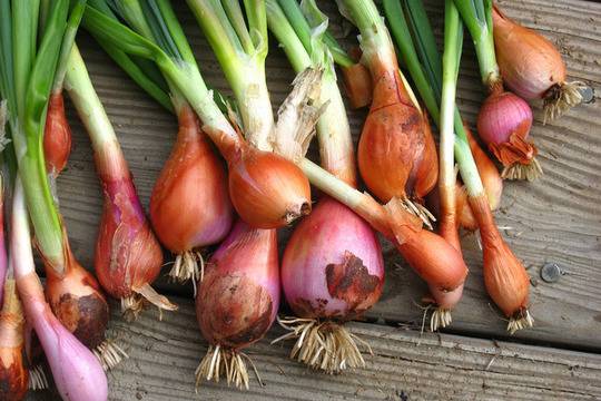 Яжте лук за защита на сърцето и за предпазване от рак здравословно