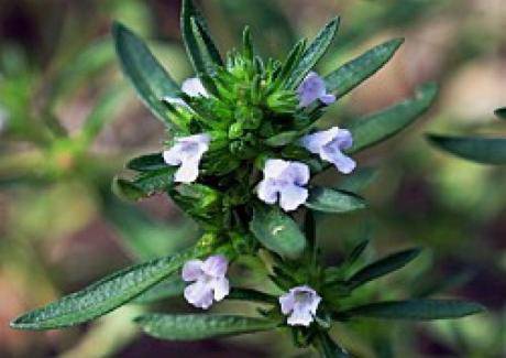 Чубрицата е полезна за здравето