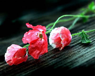 31 Красиви ‘дрешки’ за вашия десктоп – м. Март