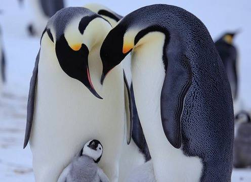 Личният живот на пингвините (снимки, видео)