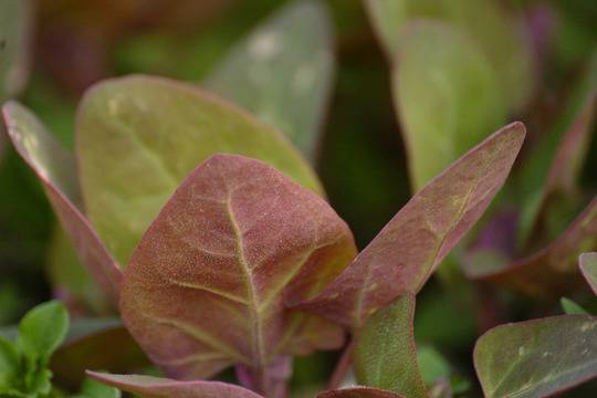 Какво знаем за лободата?