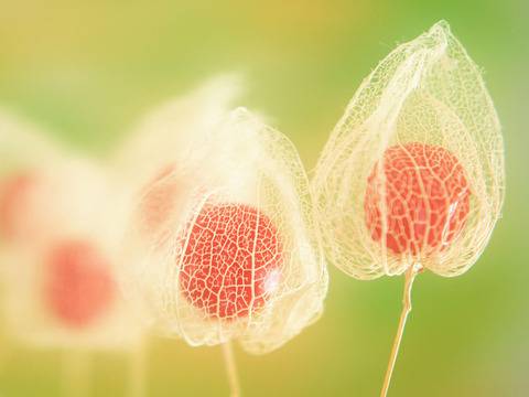 Чудният плод на име физалис