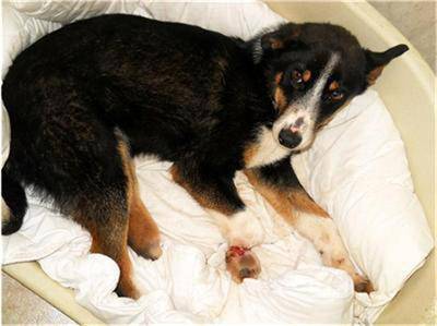 Все повече кучета с отрязани крайници, слагат протези на Мук