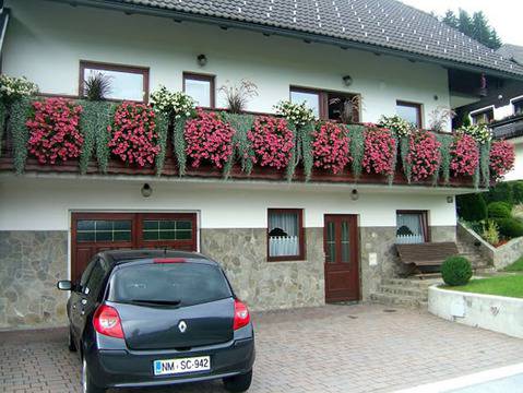 Дихондра (Dichondra)