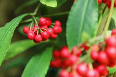 Стайни растения с плодове