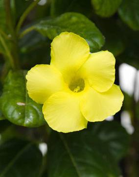 Дипладения (Мандевила) у дома и в градината