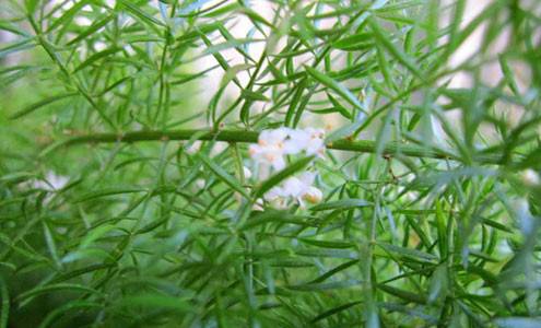 Аспарагус (Asparagus), декоративна аспержа