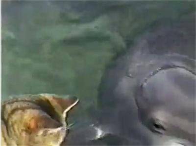 Коте и делфин – любов между неразделни приятели