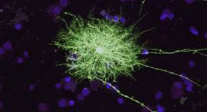 Мишки стават по-умни след имплантиране на мозъчни клетки от човек