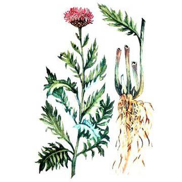 Левзея – източникът на екдистерон