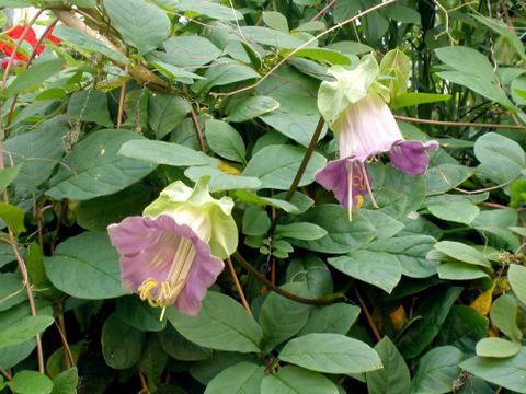 Катерлива кобея