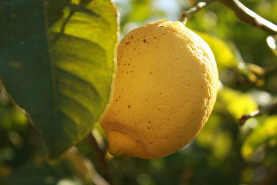 Учителят Петър Дънов – лечение чрез храна и пост здравословно