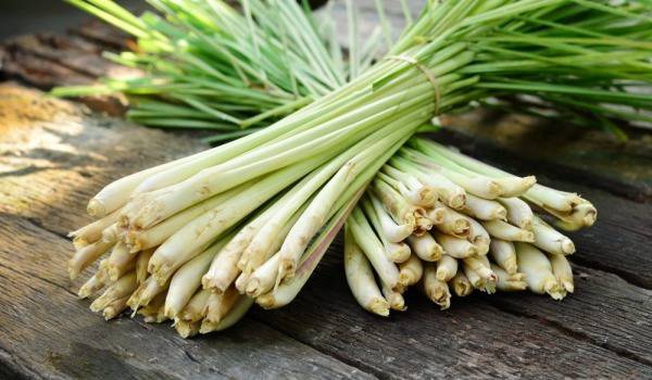 Лимонова трева