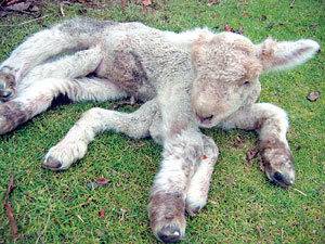 Агне мутант се роди в Казахстан