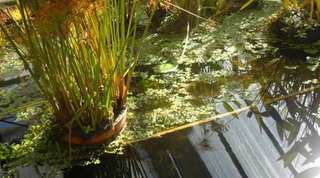 Красота в градинското езеро