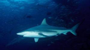 Доклад на ООН: акулите в Черно и Средиземно море са застрашени от изчезване