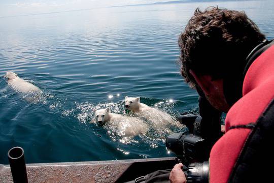 Как се снимат бели мечки