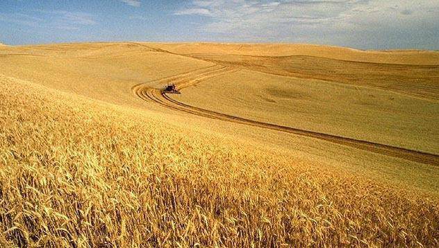 Очаква се спад на цените на зърното от новата реколта