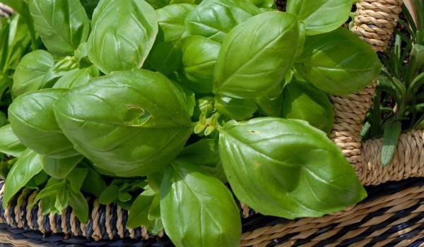 Как да си отгледаме подправки в саксия